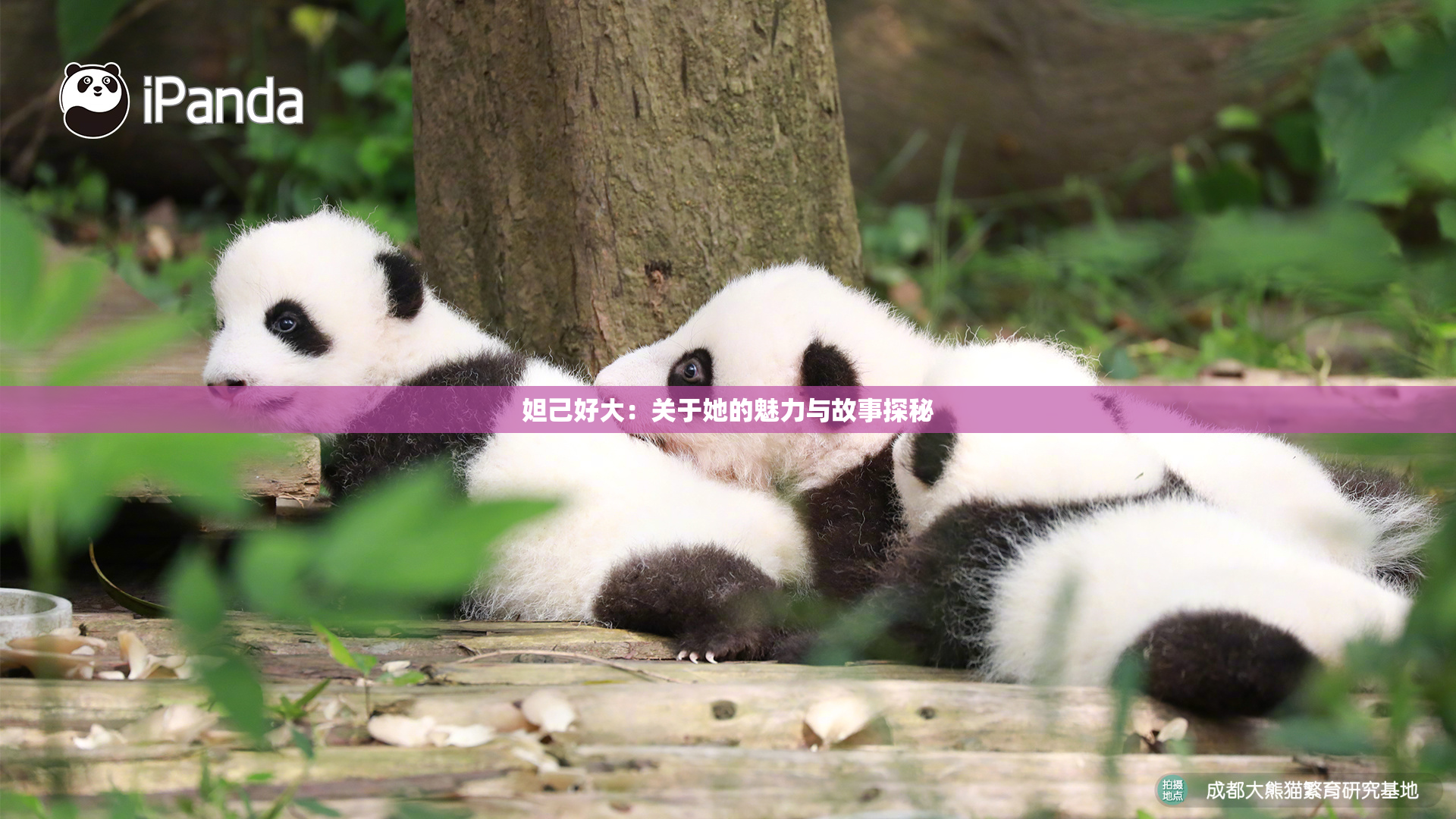 妲己好大：关于她的魅力与故事探秘