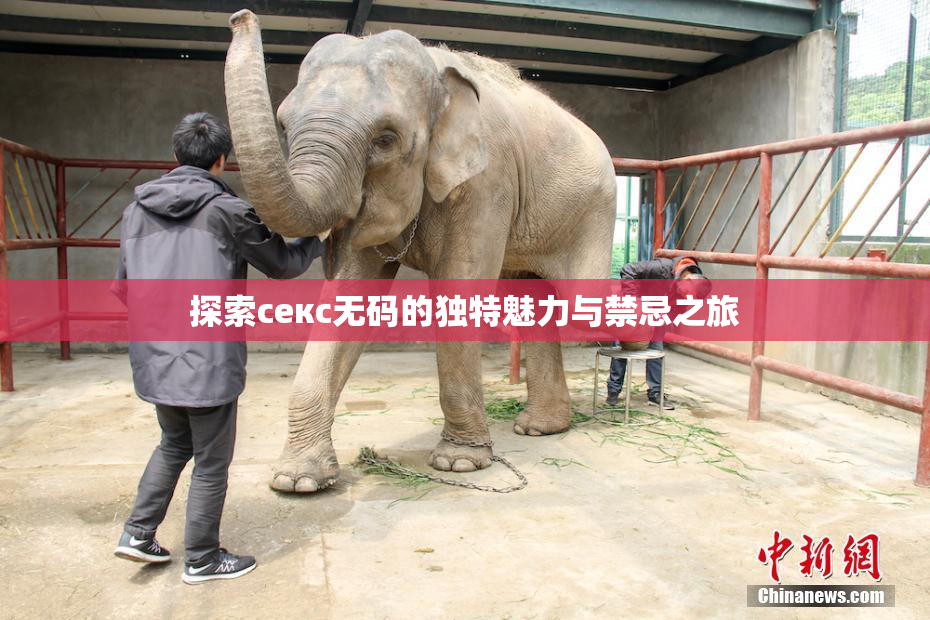 探索секс无码的独特魅力与禁忌之旅