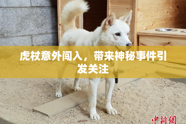 虎杖意外闯入，带来神秘事件引发关注