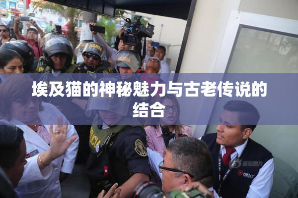 埃及猫的神秘魅力与古老传说的结合