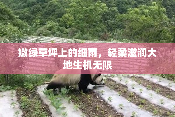 嫩绿草坪上的细雨，轻柔滋润大地生机无限