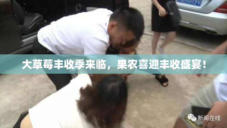 大草莓丰收季来临，果农喜迎丰收盛宴！