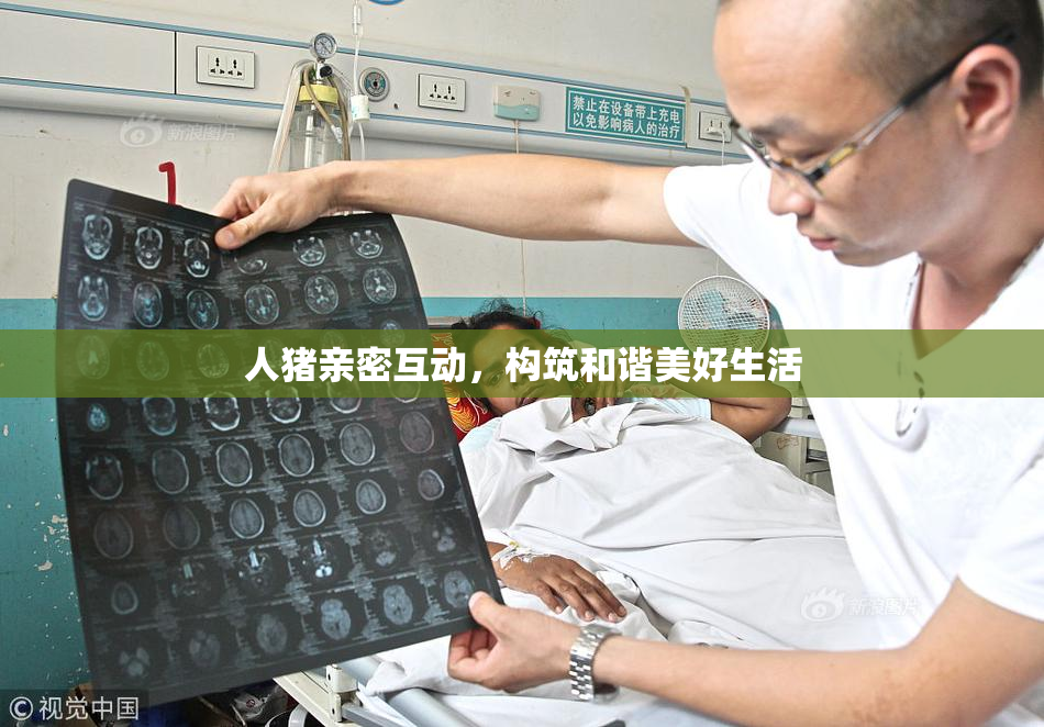 人猪亲密互动，构筑和谐美好生活