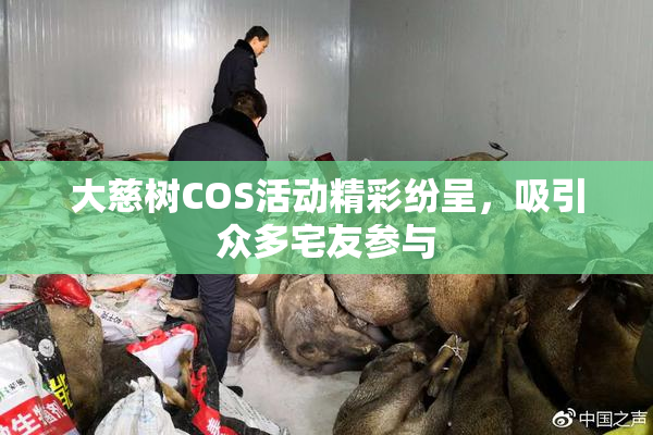 大慈树COS活动精彩纷呈，吸引众多宅友参与