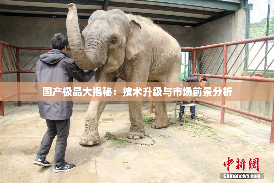 国产极品大揭秘：技术升级与市场前景分析