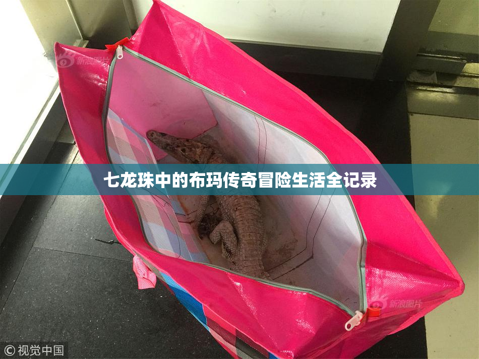 七龙珠中的布玛传奇冒险生活全记录