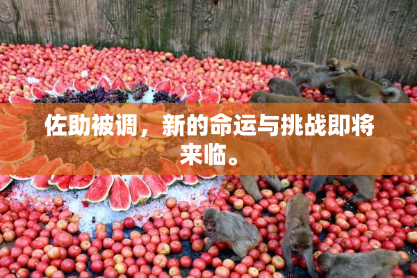 佐助被调，新的命运与挑战即将来临。