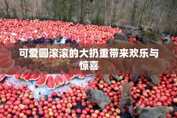 可爱圆滚滚的大扔重带来欢乐与惊喜