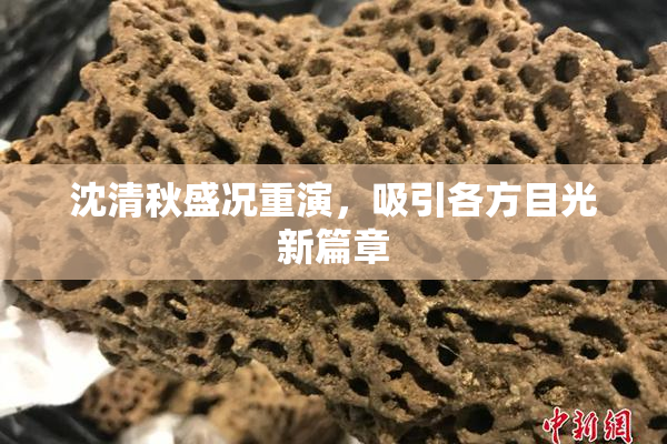 沈清秋盛况重演，吸引各方目光新篇章