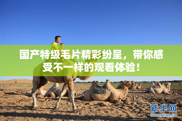 国产特级毛片精彩纷呈，带你感受不一样的观看体验！