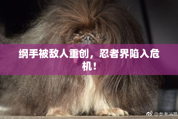 纲手被敌人重创，忍者界陷入危机！