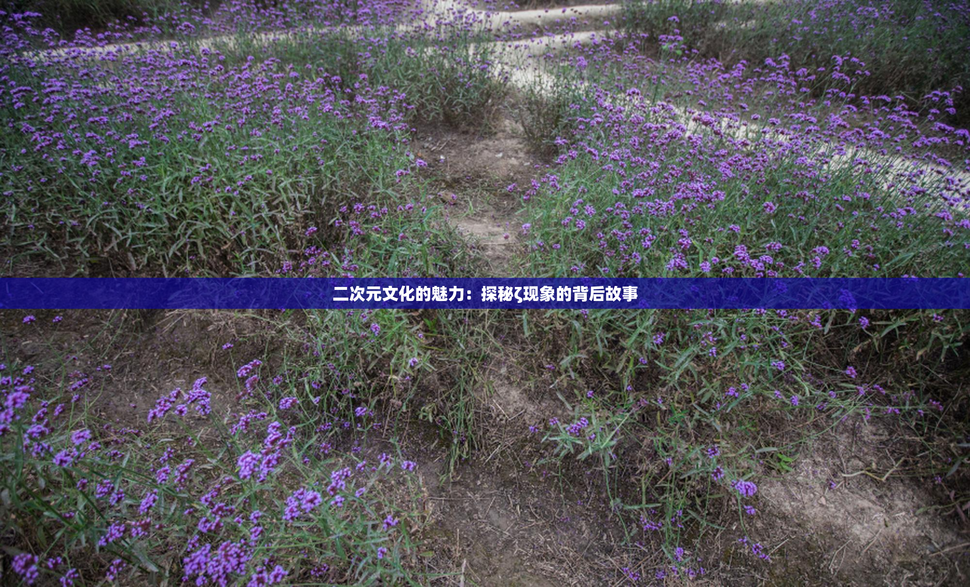 二次元文化的魅力：探秘ζ现象的背后故事