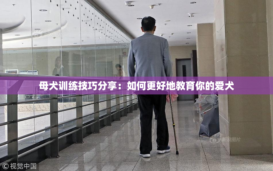 母犬训练技巧分享：如何更好地教育你的爱犬