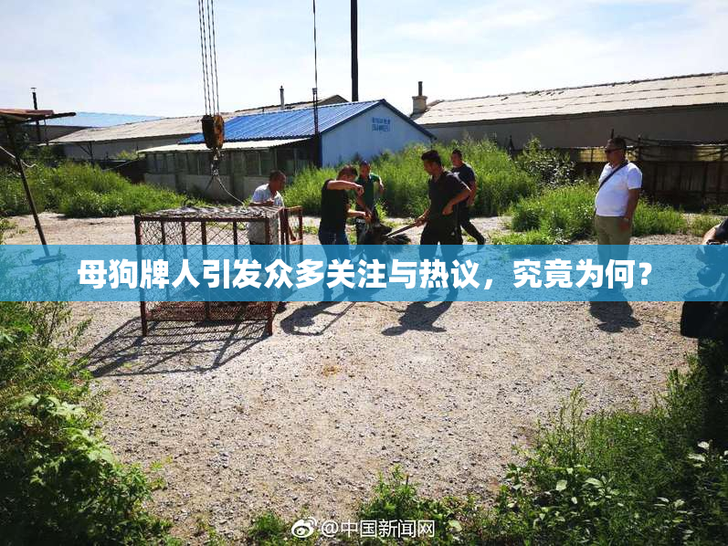 母狗牌人引发众多关注与热议，究竟为何？