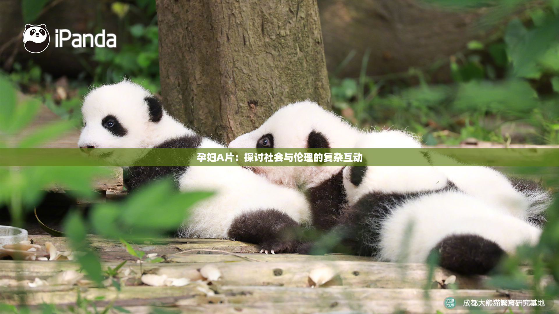 孕妇A片：探讨社会与伦理的复杂互动