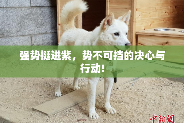 强势挺进紫，势不可挡的决心与行动!