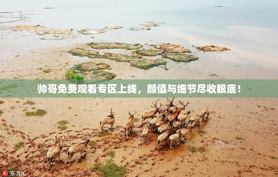 帅哥免费观看专区上线，颜值与细节尽收眼底！