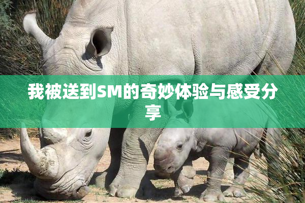 我被送到SM的奇妙体验与感受分享