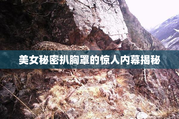 美女秘密扒胸罩的惊人内幕揭秘