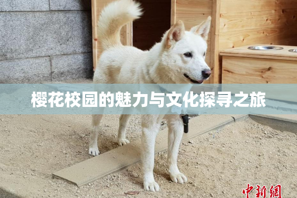 樱花校园的魅力与文化探寻之旅
