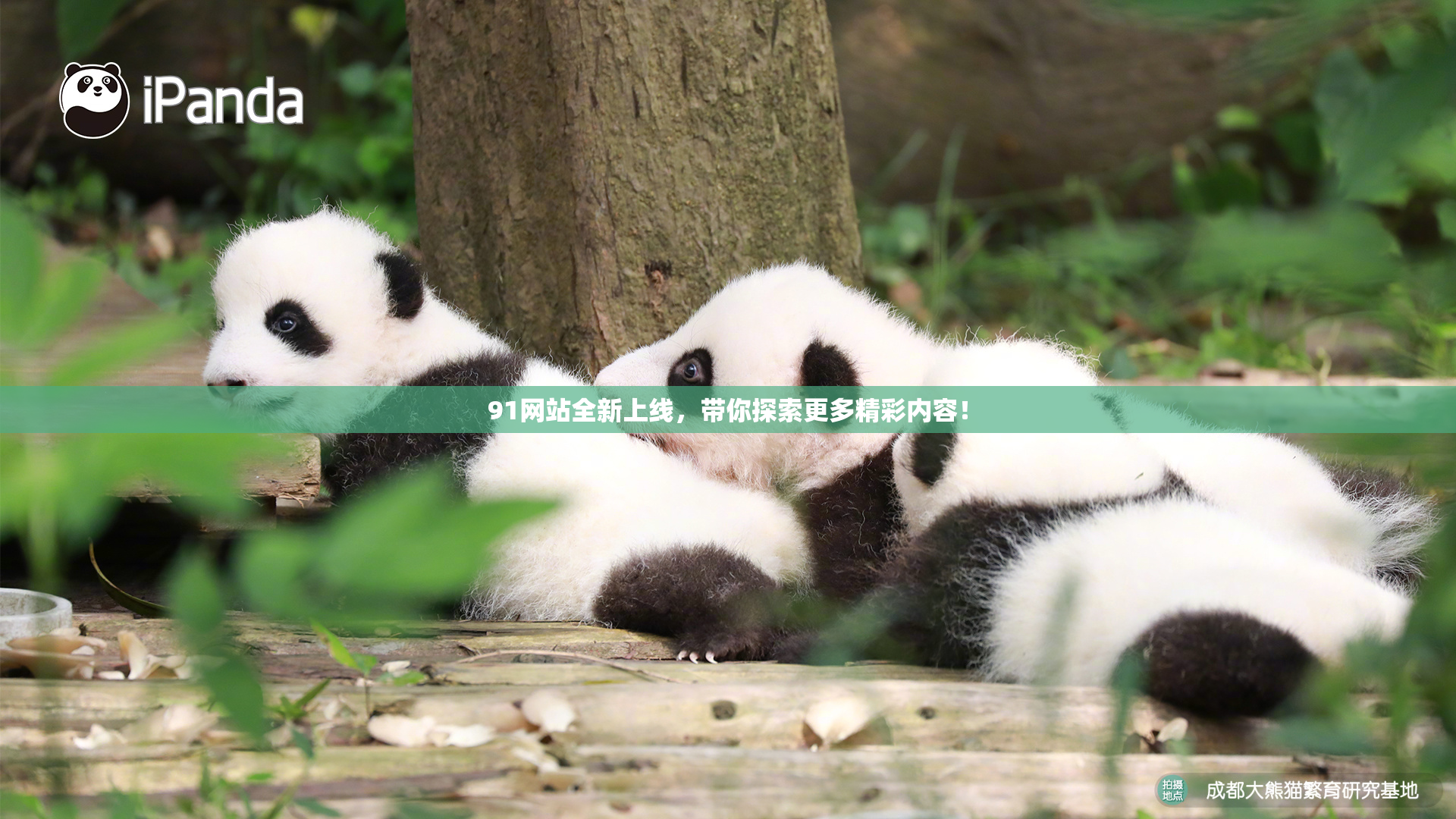 91网站全新上线，带你探索更多精彩内容！