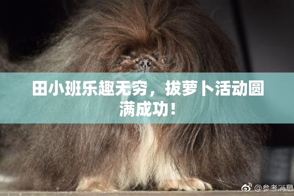田小班乐趣无穷，拔萝卜活动圆满成功！