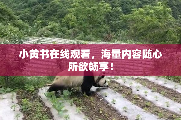 小黄书在线观看，海量内容随心所欲畅享！