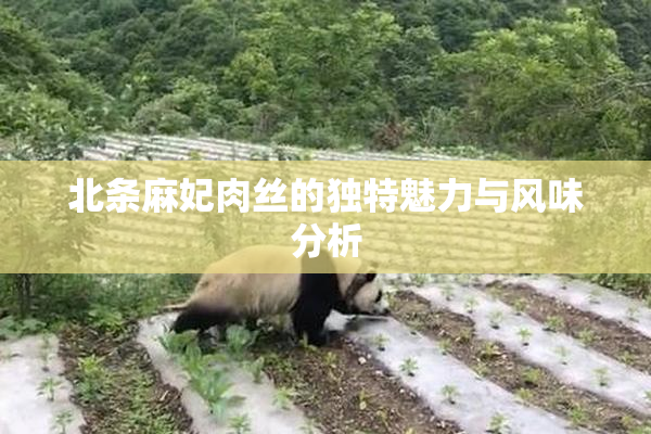 北条麻妃肉丝的独特魅力与风味分析