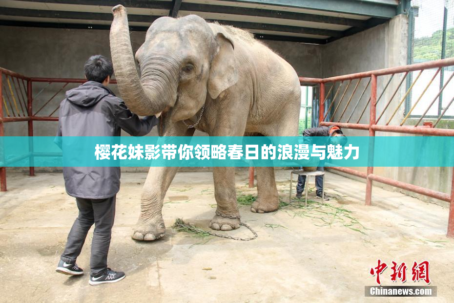樱花妹影带你领略春日的浪漫与魅力