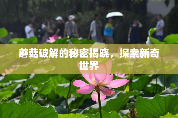 蘑菇破解的秘密揭晓，探索新奇世界