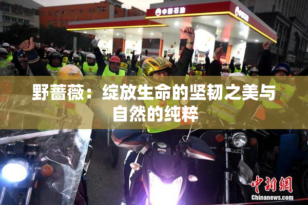 野蔷薇：绽放生命的坚韧之美与自然的纯粹