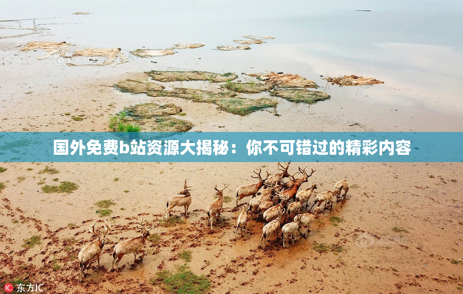 国外免费b站资源大揭秘：你不可错过的精彩内容