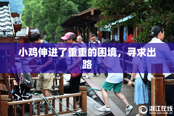 小鸡伸进了重重的困境，寻求出路