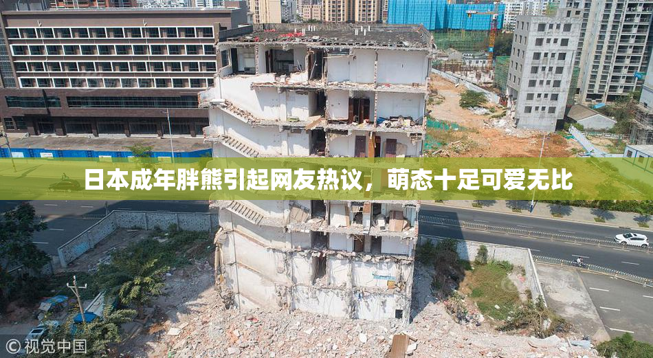 日本成年胖熊引起网友热议，萌态十足可爱无比