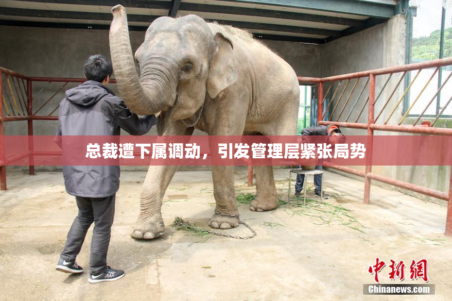 总裁遭下属调动，引发管理层紧张局势
