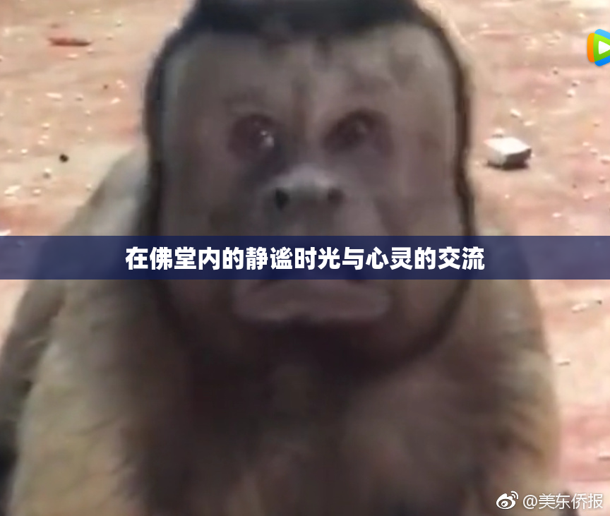 在佛堂内的静谧时光与心灵的交流