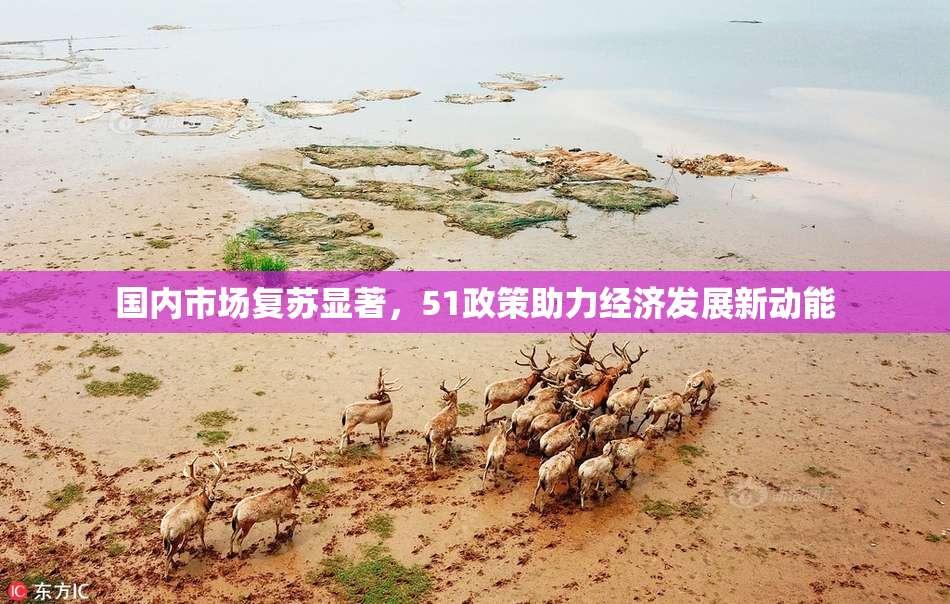 国内市场复苏显著，51政策助力经济发展新动能