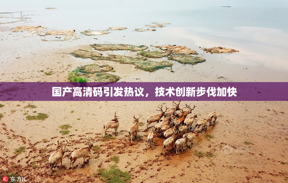 国产高清码引发热议，技术创新步伐加快