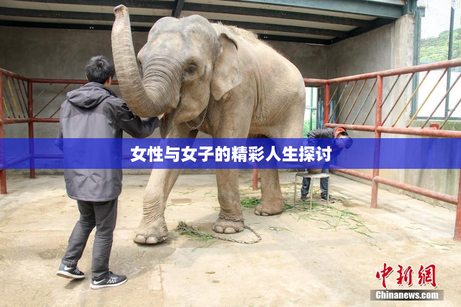 女性与女子的精彩人生探讨