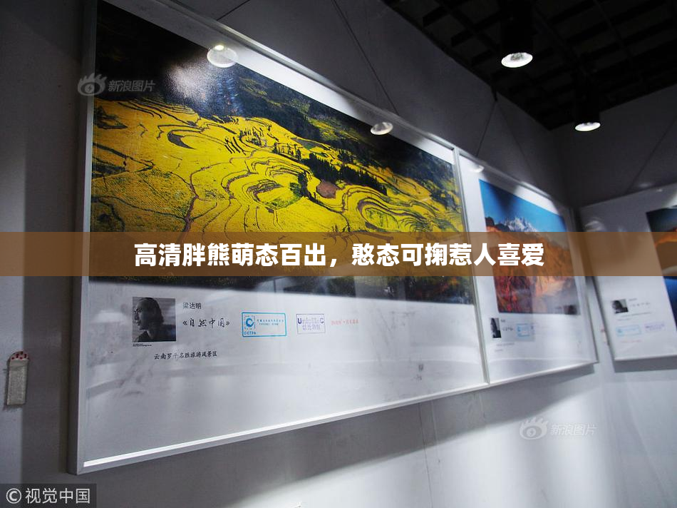 高清胖熊萌态百出，憨态可掬惹人喜爱