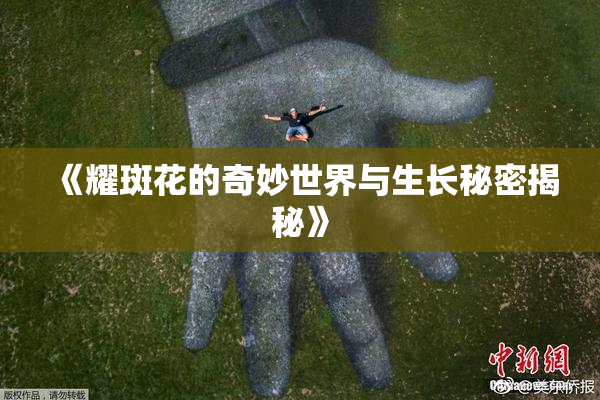 《耀斑花的奇妙世界与生长秘密揭秘》