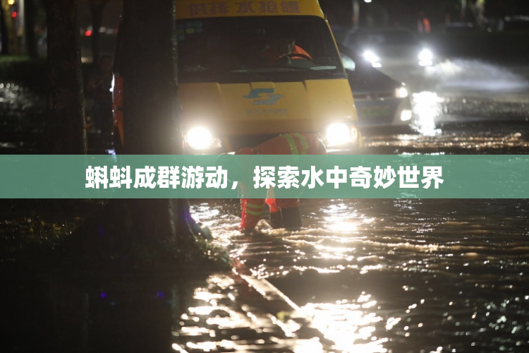 蝌蚪成群游动，探索水中奇妙世界