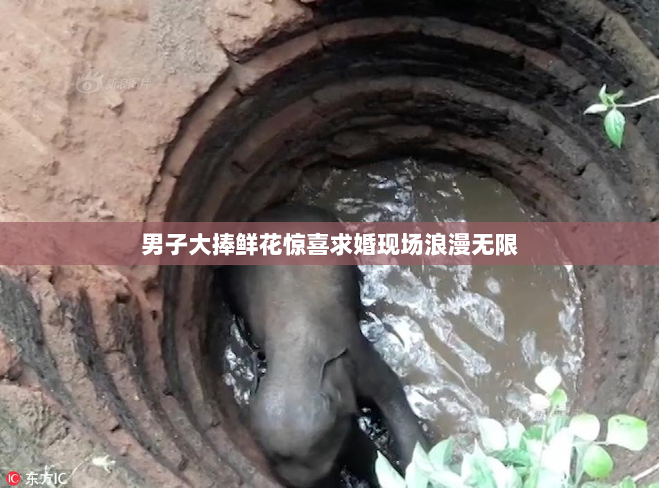 男子大捧鲜花惊喜求婚现场浪漫无限
