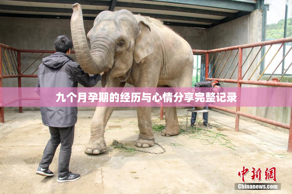 九个月孕期的经历与心情分享完整记录