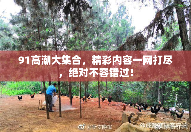 91高潮大集合，精彩内容一网打尽，绝对不容错过！