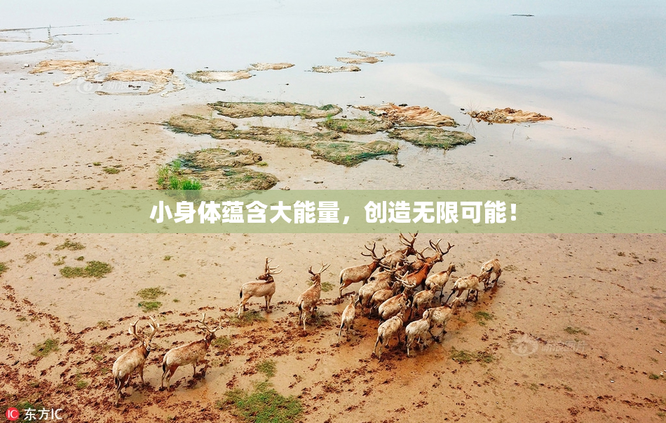 小身体蕴含大能量，创造无限可能！