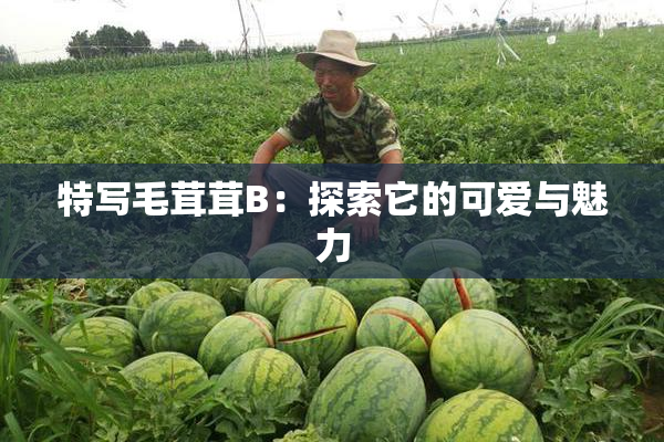 特写毛茸茸B：探索它的可爱与魅力