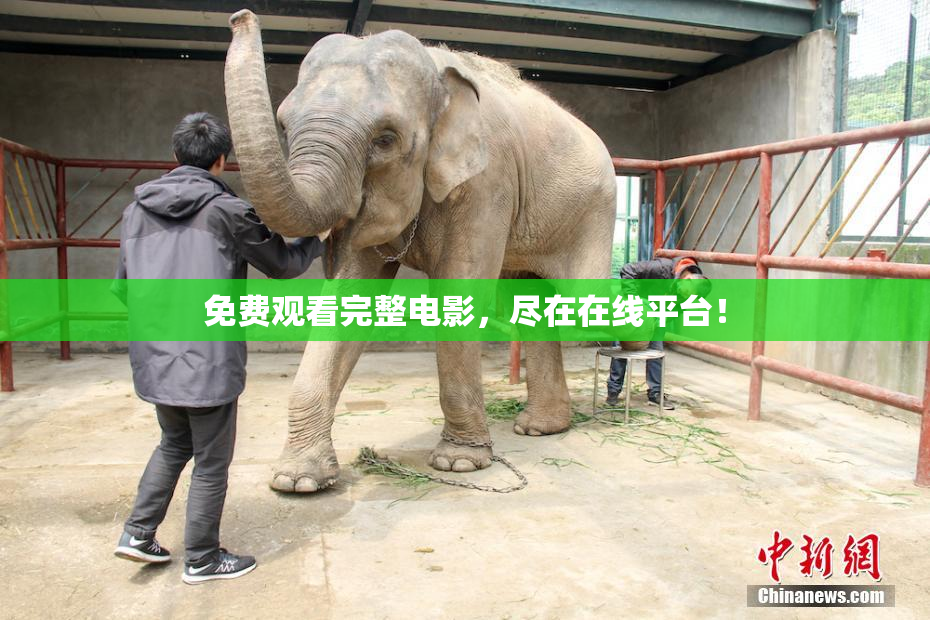 免费观看完整电影，尽在在线平台！