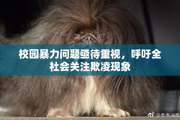 校园暴力问题亟待重视，呼吁全社会关注欺凌现象