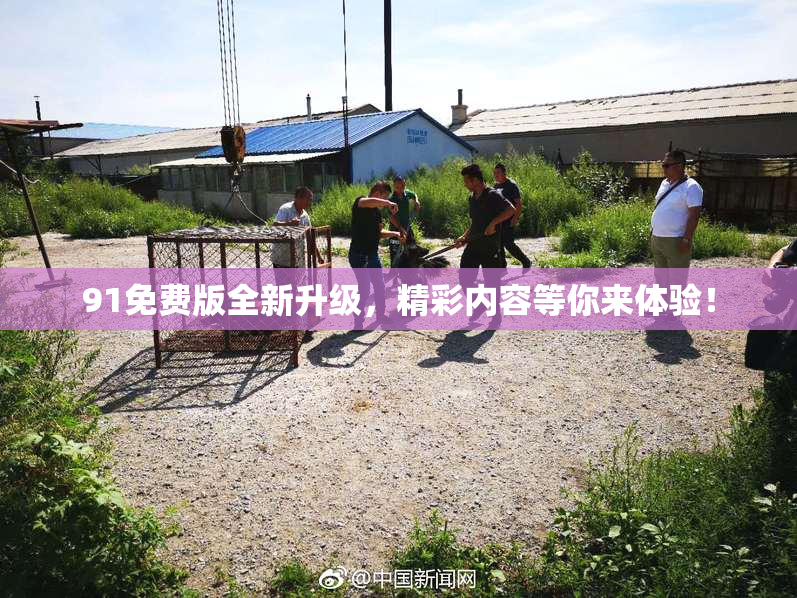 91免费版全新升级，精彩内容等你来体验！